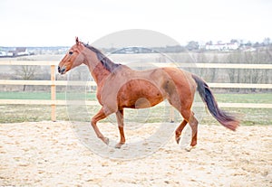 Red horse trotting in the paddock in the spring landscape