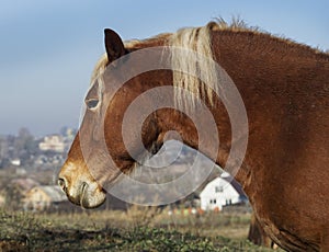 portrait of a red horse with a white mane