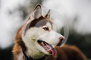Portrait of red husky looking to the right. Defocused background photo