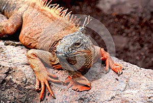 Portrait of a red iguana