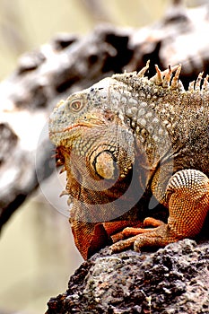 Portrait of a red iguana