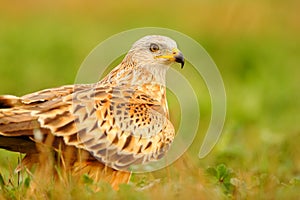 Portrait of a red kite on the grass