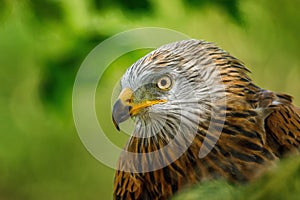 Portrait of red kite, Milvus milvus, isolated on green background. Endangered bird of prey with red feather.