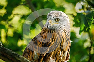 Portrait of red kite, Milvus milvus, isolated on green background. Endangered bird of prey with red feather.