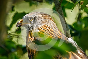 Portrait of red kite, Milvus milvus, perched on branch covered by green leaves. Endangered bird of prey with red feather.