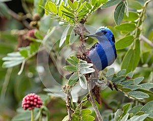 Portrait of Red-legged Honeycreeper ,Panama