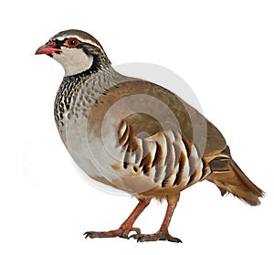 Portrait of Red-legged Partridge or French Partridge, Alectoris rufa, a game bird in the pheasant family