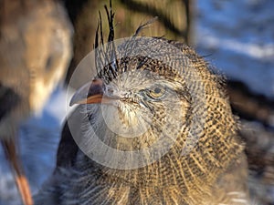 Portrait of Red-legged-Seriema, Cariama cristata