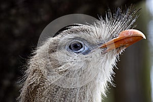 Portrait of a Red-legged Seriema, Cariama cristata, with a red beak and feathers over it