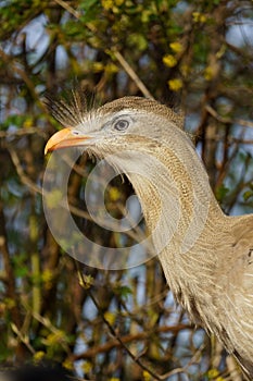 Portrait of a Red-legged Seriema or Crested Cariama (Cariama Cristata