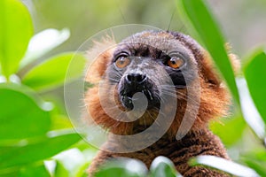 Portrait of a red lemur vari