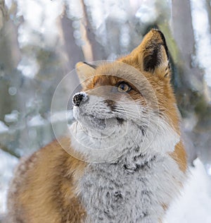 A portrait of a red little fox on snow