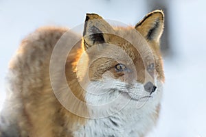 A portrait of a red little fox on snow