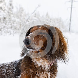 Portrait of red longhaired dachshund dog sitting on snow in winter, beautiful small fluffy pet outdoor looking away