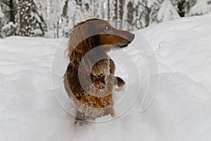 Portrait of red longhaired dachshund sitting in snow and looking aside in winter forest, small fluffy pet outdoor