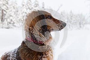 Portrait of red longhaired dachshund sitting in snow and looking aside in winter forest, small fluffy pet outdoor