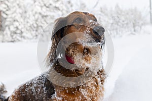 Portrait of red longhaired dachshund sitting in snow and looking aside in winter forest, small fluffy pet outdoor