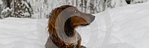 Portrait of red longhaired dachshund sitting in snow and looking aside in winter forest, small fluffy pet outdoor banner