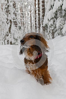 Portrait of red longhaired dachshund standing on snow in winter beautiful forest, small fluffy pet outdoor looking away