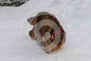 Portrait of red longhaired dachshund standing on snow in winter forest, small fluffy pet looking away outdoor