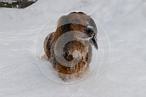 Portrait of red longhaired dachshund standing on snow in winter forest, small fluffy pet outdoor