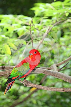 The portrait of Red lory parrot