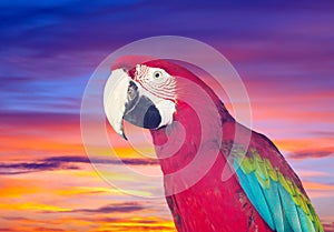 Portrait of red macaw papagay