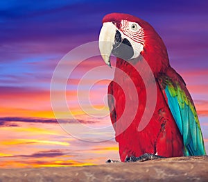 Portrait of red macaw papagay