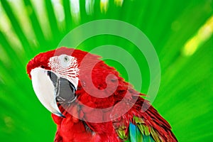 Portrait of red macaw parrot against jungle background.