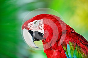 Portrait of red macaw parrot against jungle background.