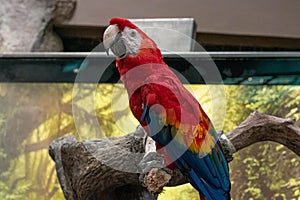 Portrait of a red macaw posing on a branch