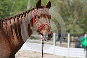 Portrait of a red mare with a red bridle in equestrian endurance competitions.