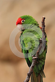 Portrait of red-masked parakeet, Psittacara frontatus, perched on branch. Medium-sized parrot also know as cherry-headed conure photo