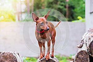 Portrait of red miniature pinscher dog