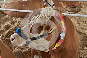 Portrait of red and motley cows in the bridle