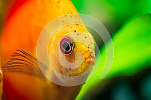 Portrait of a red orange tropical Symphysodon discus fish in a fishtank.