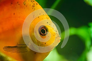 Portrait of a red orange tropical Symphysodon discus fish in a fishtank.