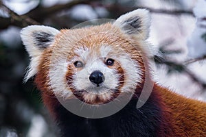 Portrait of a red panda Ailurus fulgens