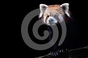 Portrait of a red panda Ailurus fulgens