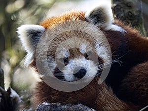 Portrait of red panda, ailurus fulgens that resting on tree trunk