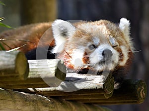 Portrait of red panda closing one eye