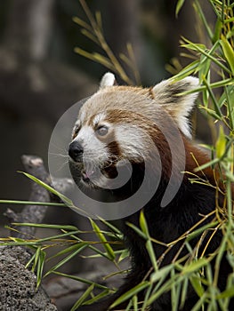 Portrait of a red panda