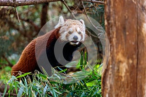 Portrait of Red Panda eating bamboo leaves