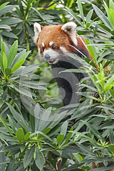 Portrait of Red Panda, Firefox