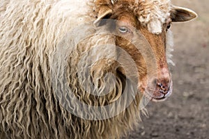 Portrait of Red Racka Sheep