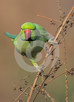 Portrait of a Red ringed parakeet