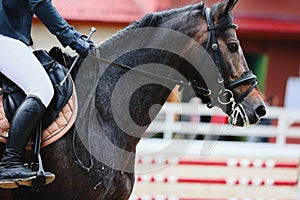 Portrait of a red roan horse in close-up. Horse at the start. Horse jumping, Equestrian sports, Show jumping