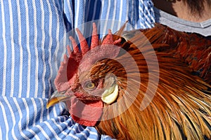 Portrait of red rooster chicken