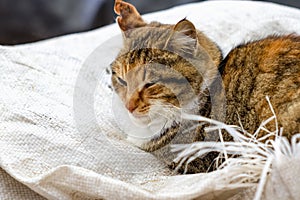 Portrait of a red rural cat.