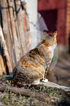 Portrait of a red rural cat.